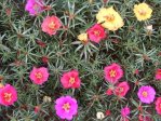 太陽花