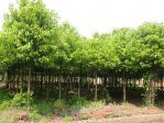 8公分香樟