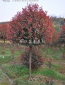 高桿紅葉石楠樹