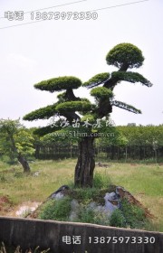 造型榆樹樁