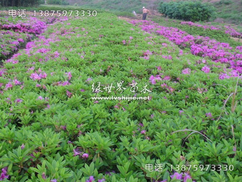 杜鵑