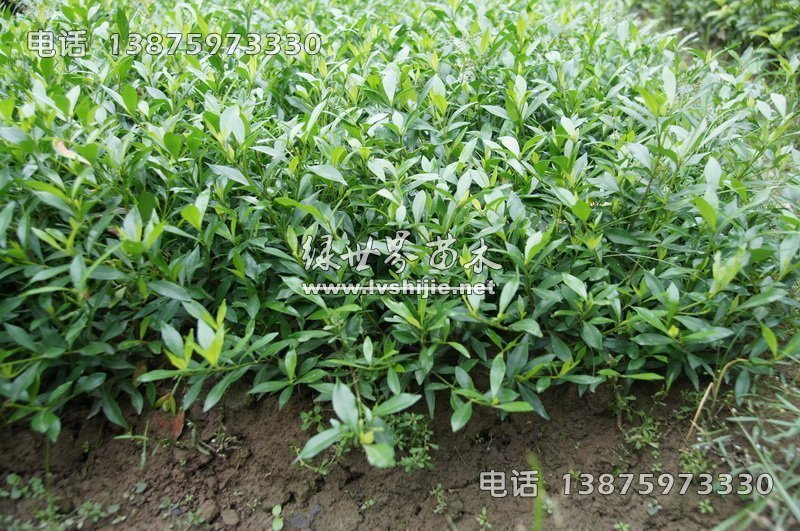 小葉梔子 小葉梔子