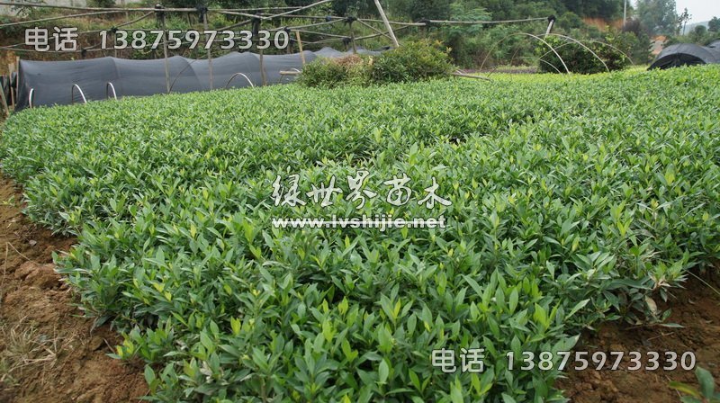 小葉梔子 小葉梔子