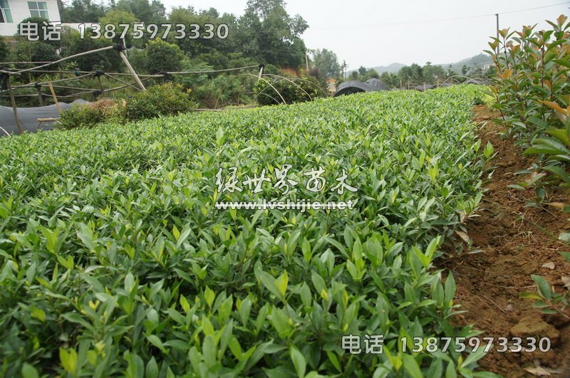 小葉梔子 小葉梔子