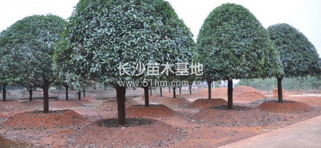 金桂花樹