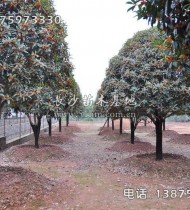 精品丹桂樹