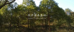 15公分香樟樹