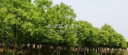 香樟樹
